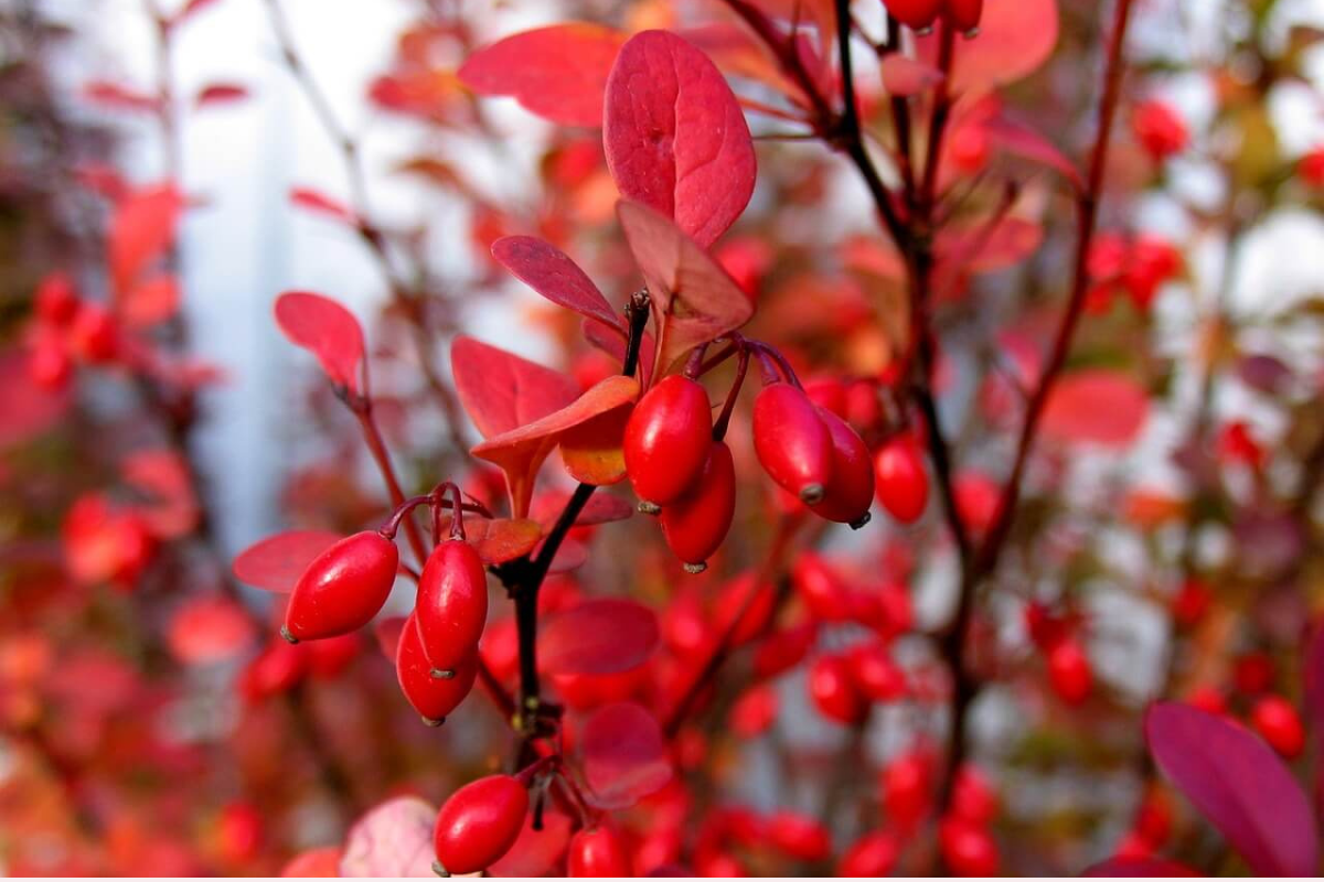 Berberyna: właściwości i zastosowanie  Berberyna: właściwości i zastosowanie